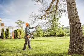 Best Hedge Trimming  in Cerritos, CA