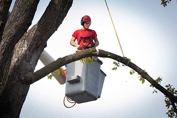 Reliable Cerritos, CA Tree Services Solutions